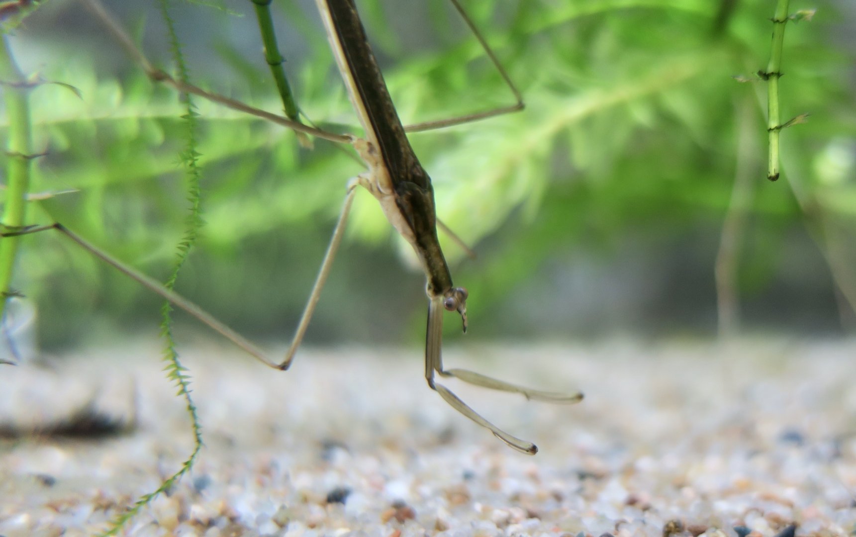 Chinese Water Stick Insect (Ranatra chinensis)