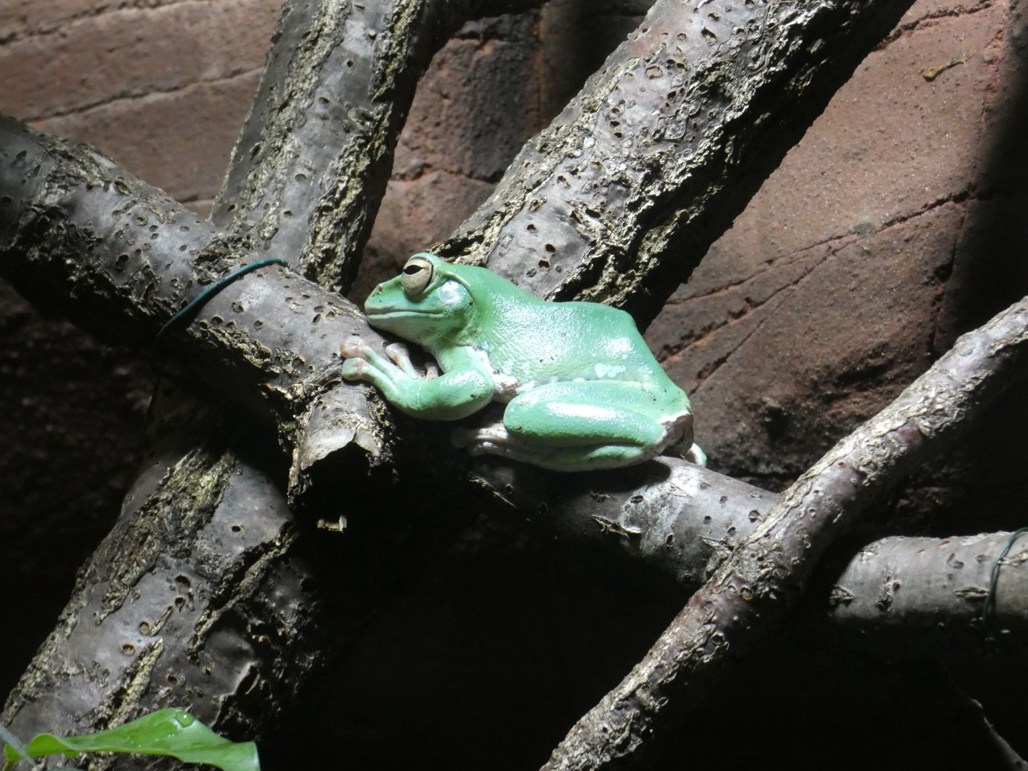 Chinese whipping frog
