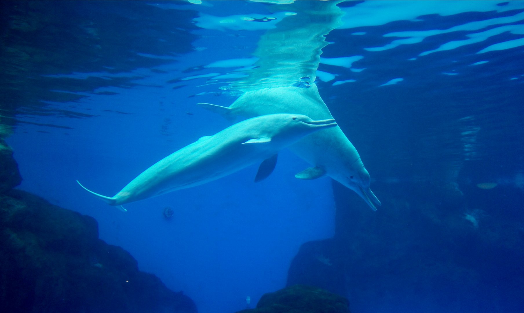 Chinese white dolphin