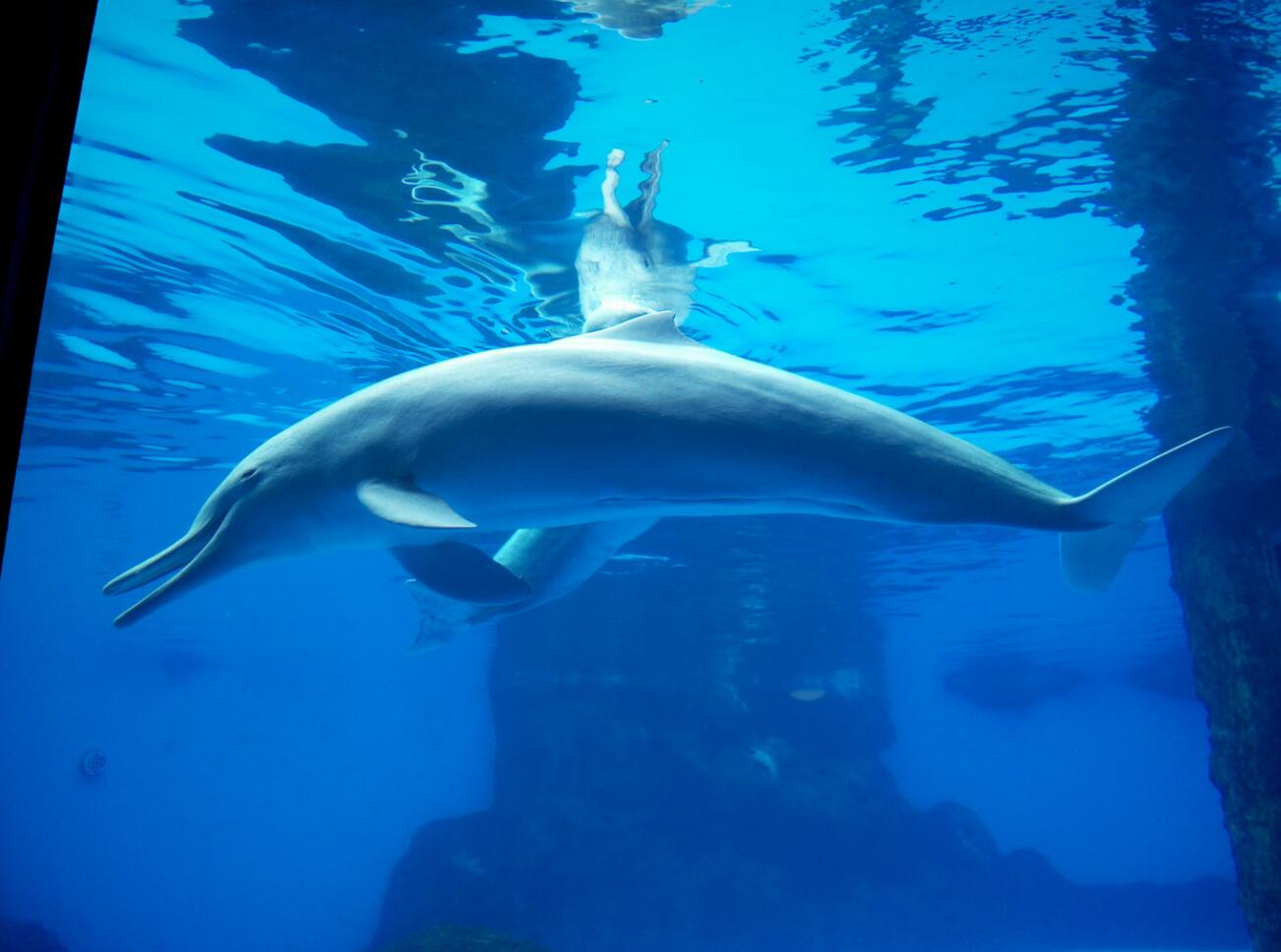 Chinese white dolphin