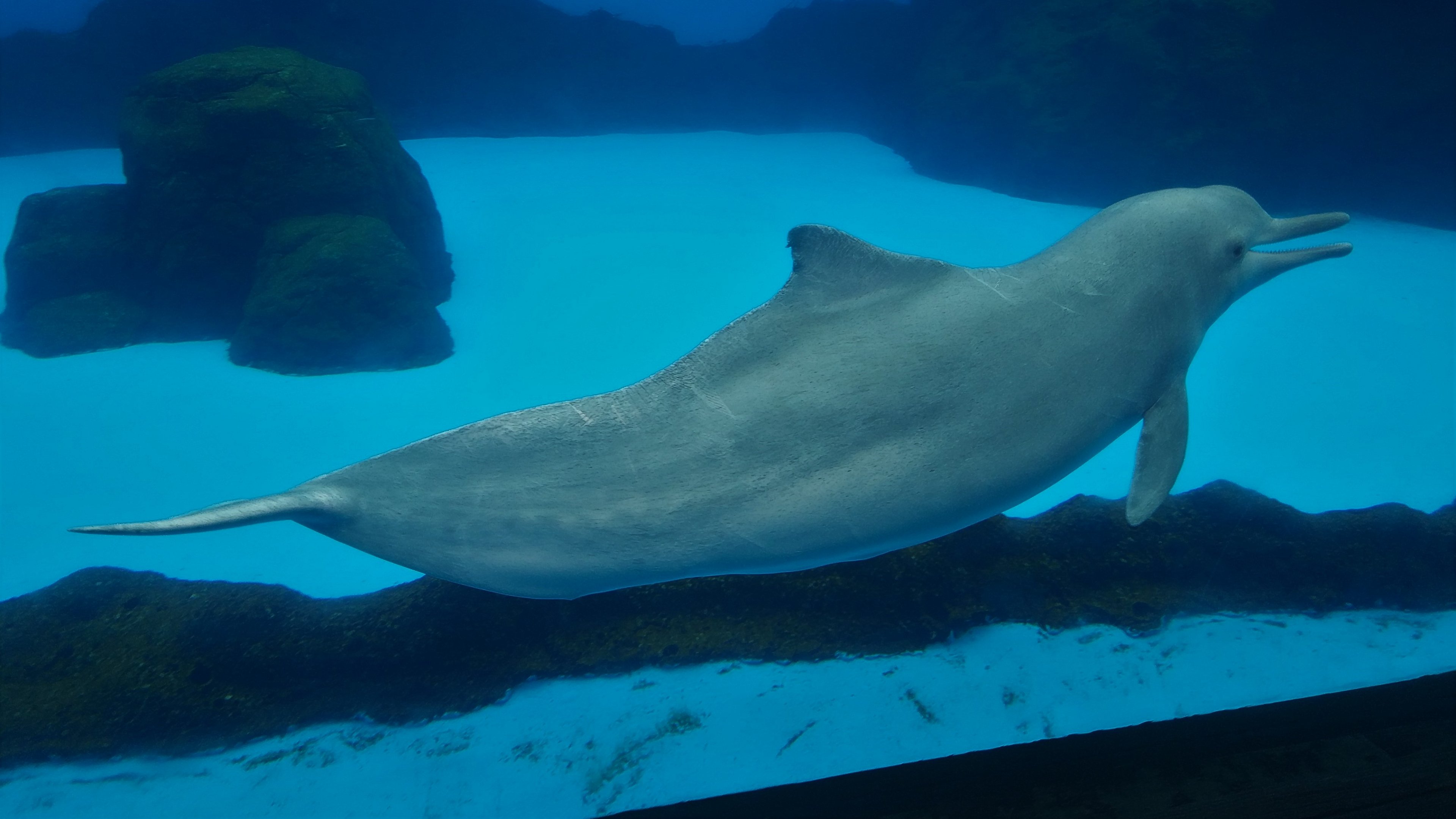 Chinese White Dolphin