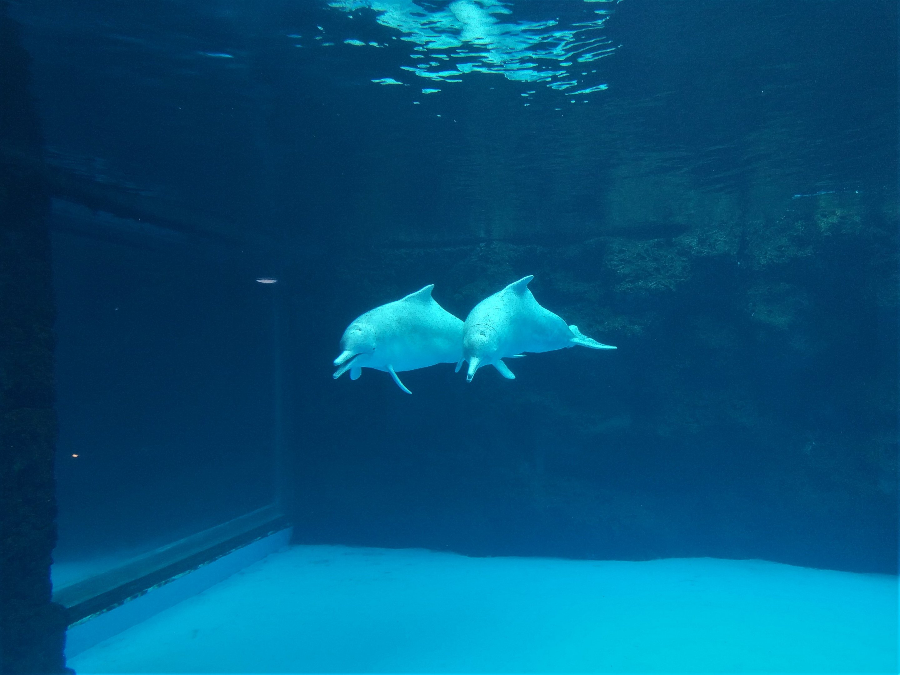 Chinese White Dolphins