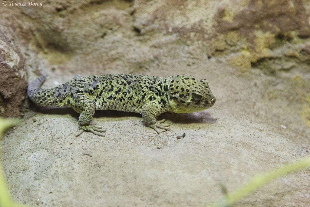 Chinese Wonder Gecko (Teratoscincus roborowskii)