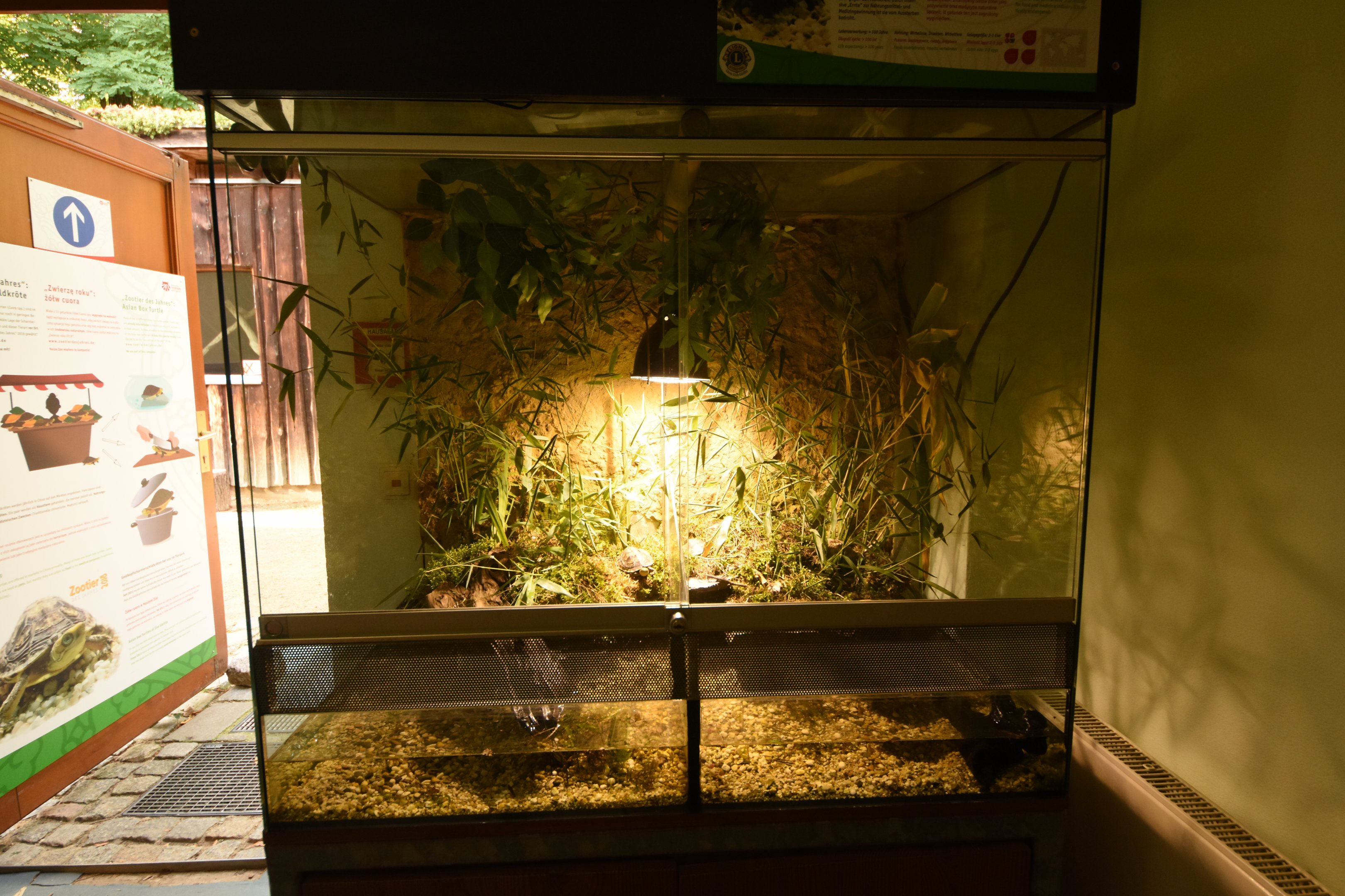 Chinese yellow-headed box turtle terrarium