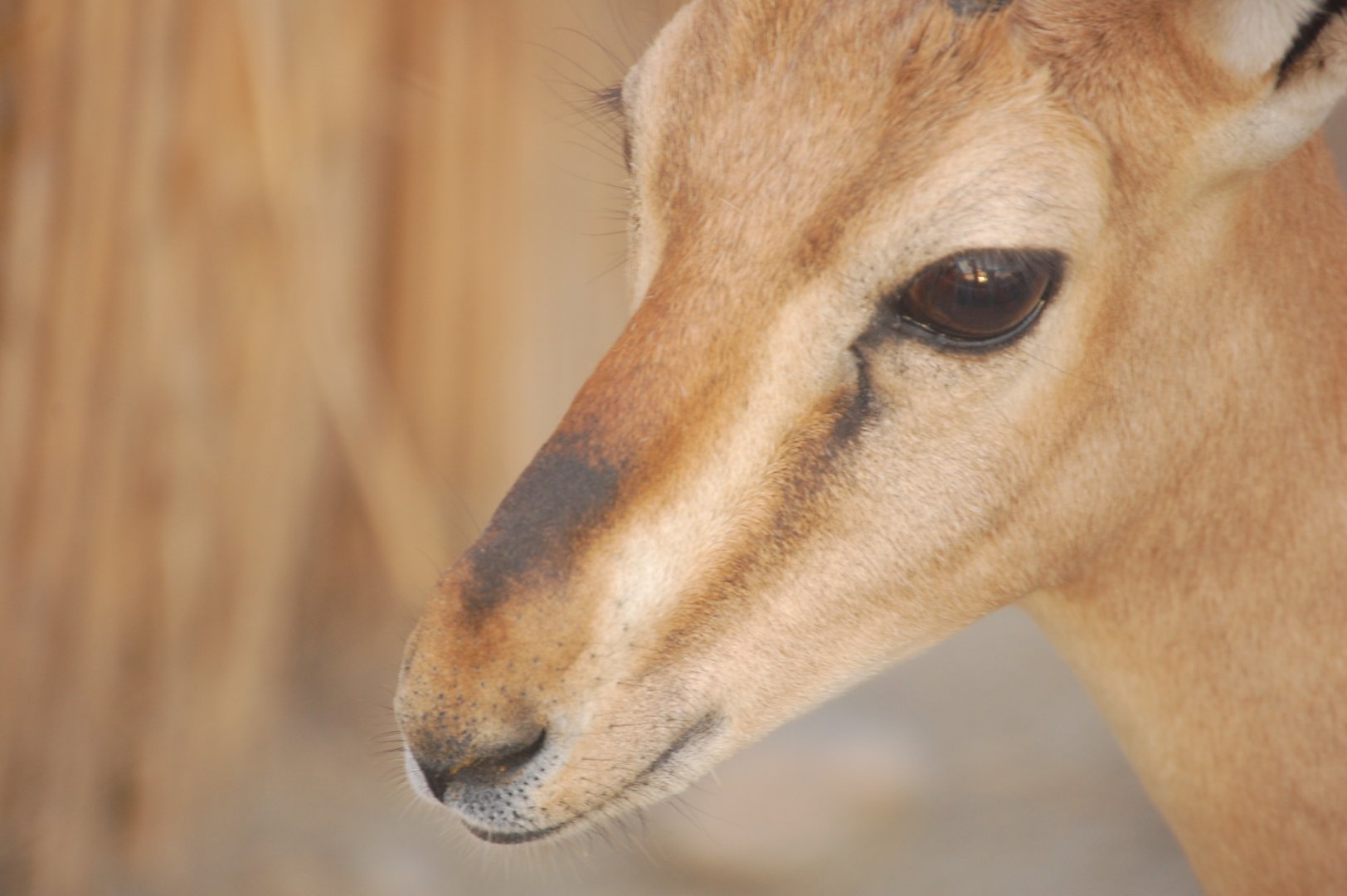 Chinkara face detail - Peshawar Zoo 20/10/2018