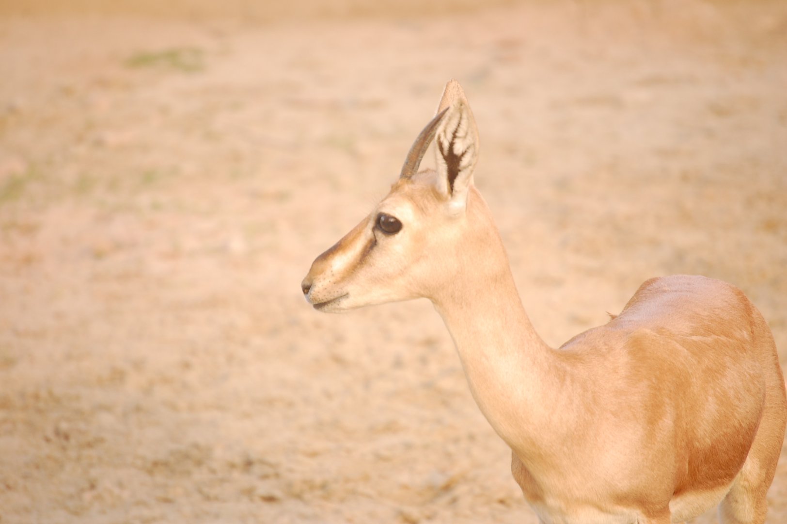 Chinkara female - Peshawar Zoo 20/10/2018