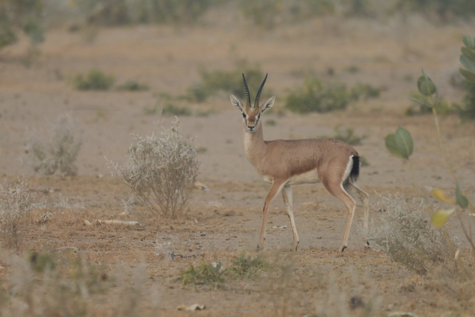 Chinkara Gazella bennetti