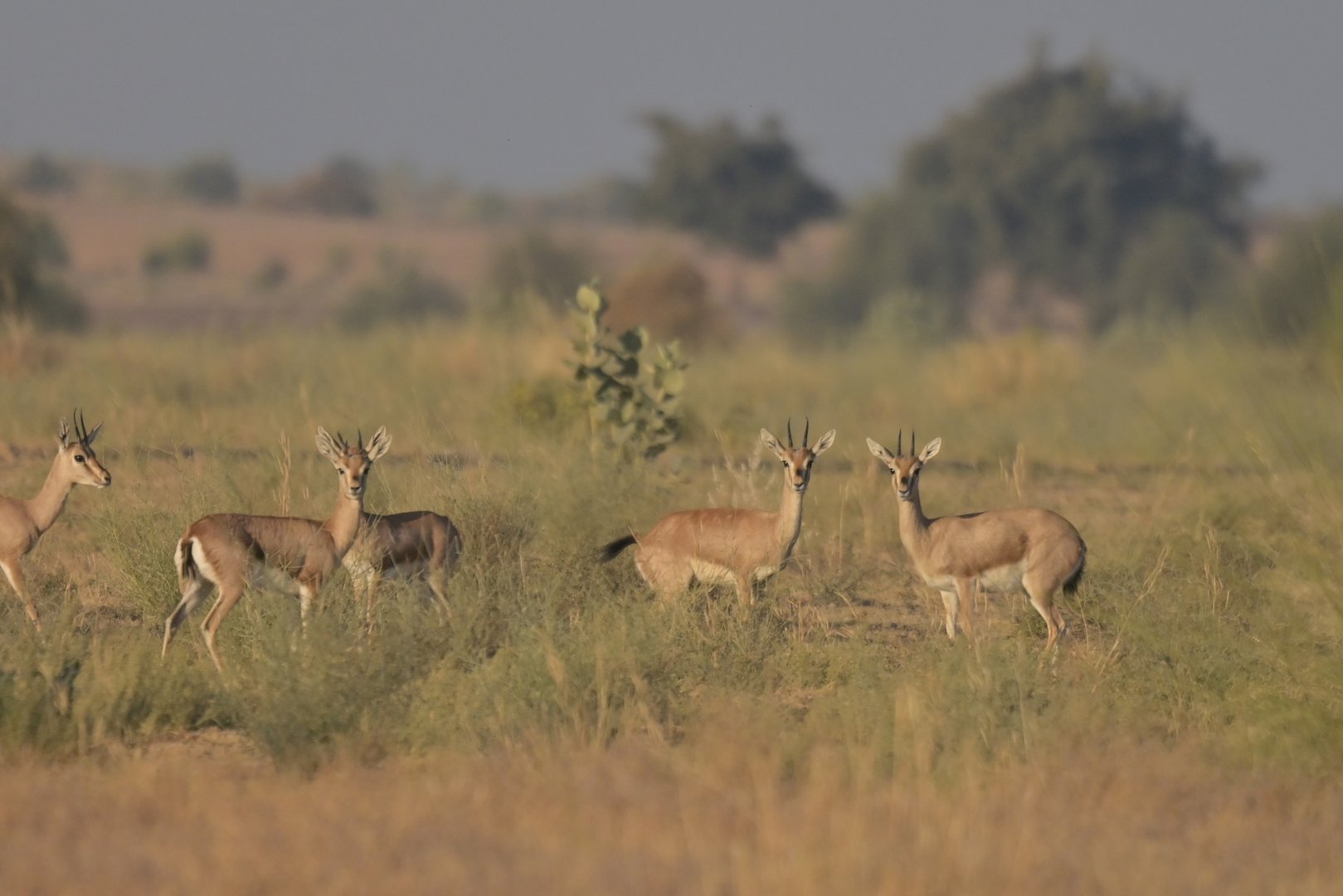 Chinkara Gazella bennetti