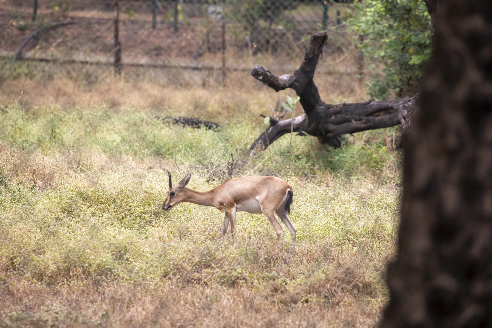 Chinkara (Gazella bennettii)