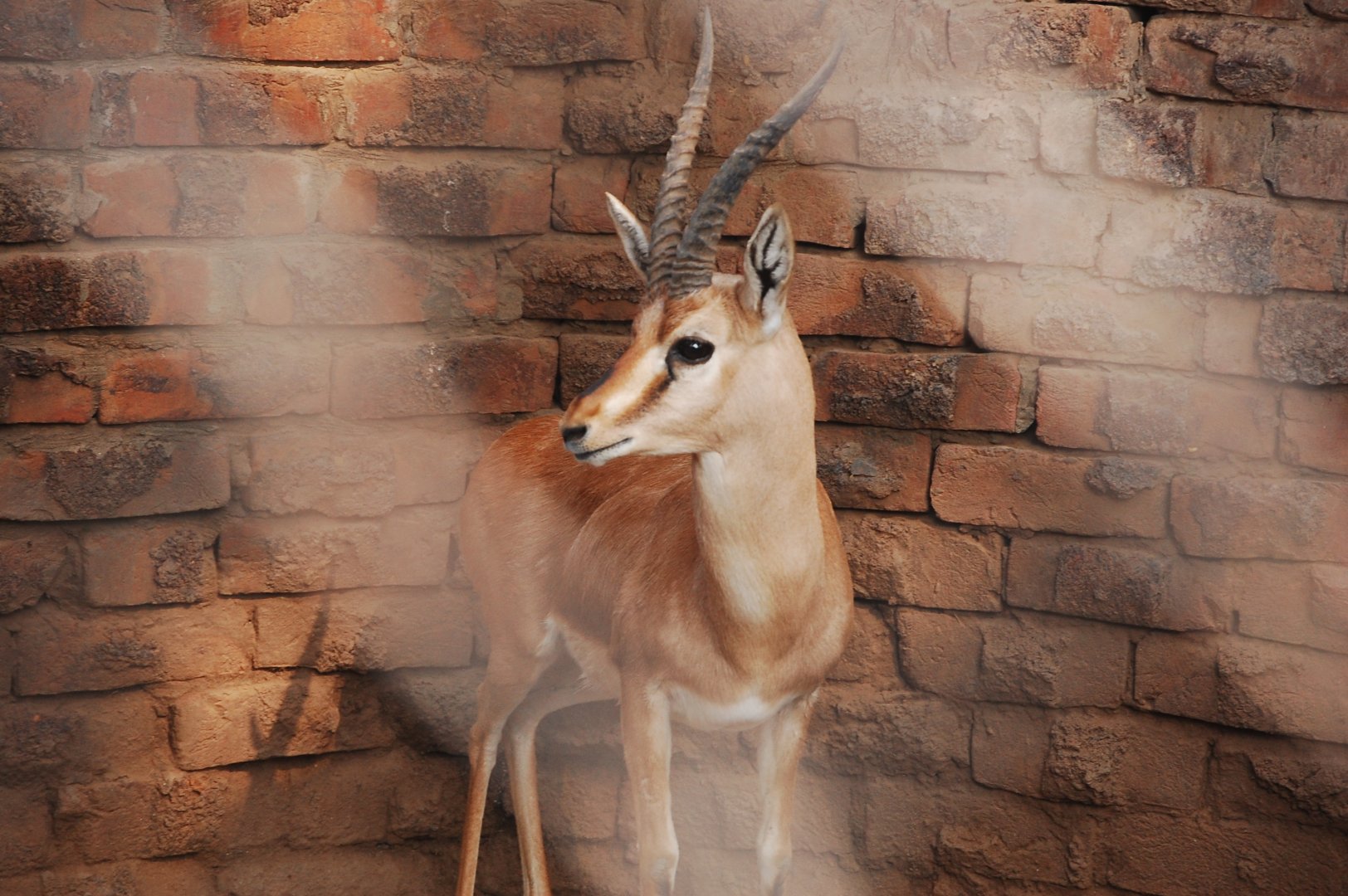 Chinkara  - Lahore zoo 17/11/2019