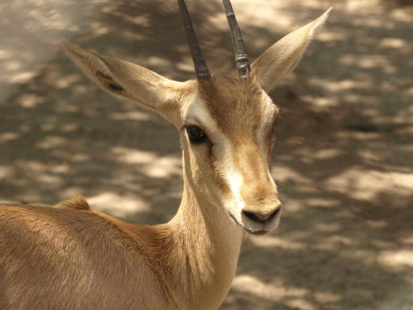 Chinkara - Lahore zoo 8/4/2017