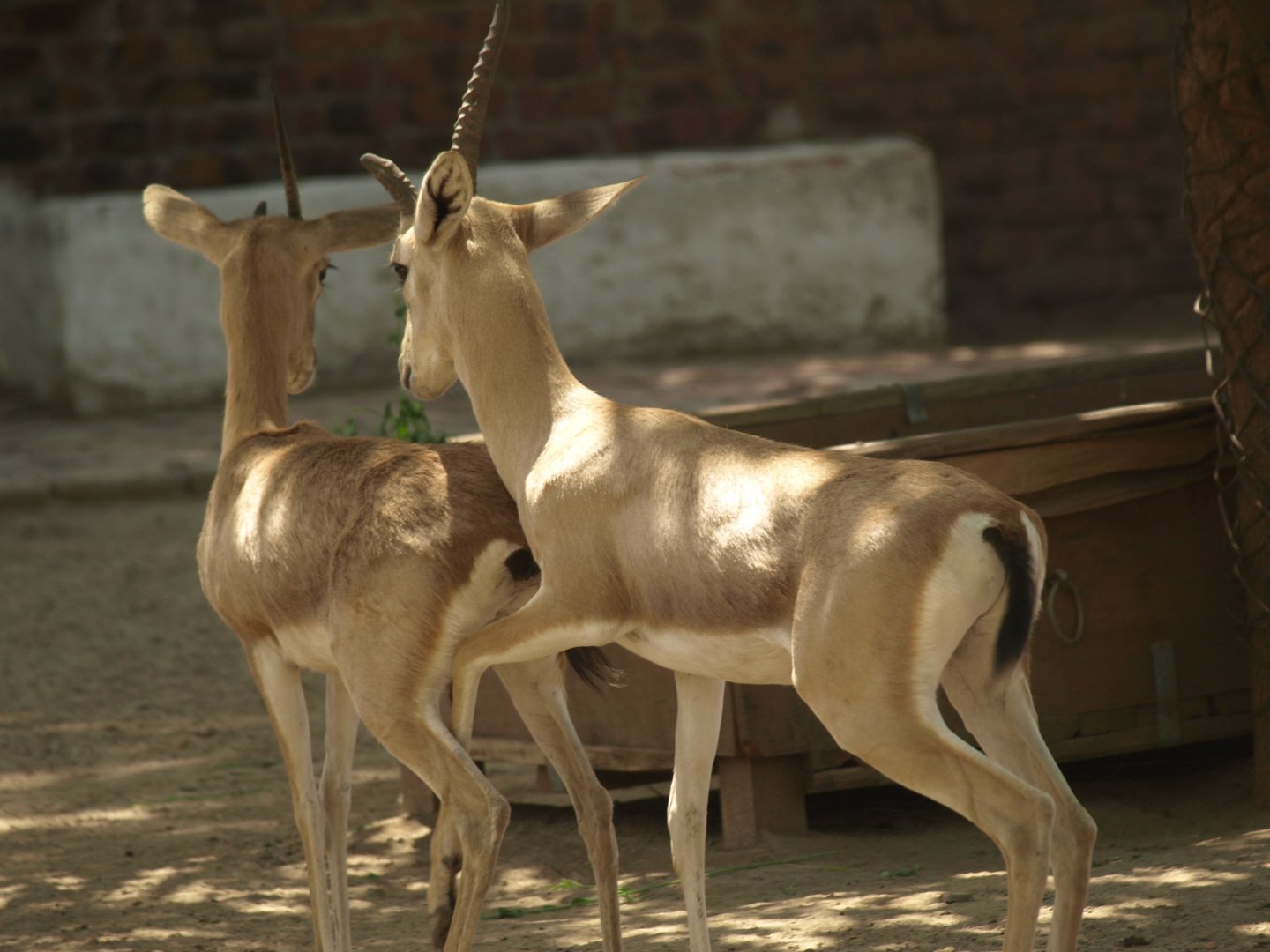 Chinkara - Lahore zoo 8/4/2017