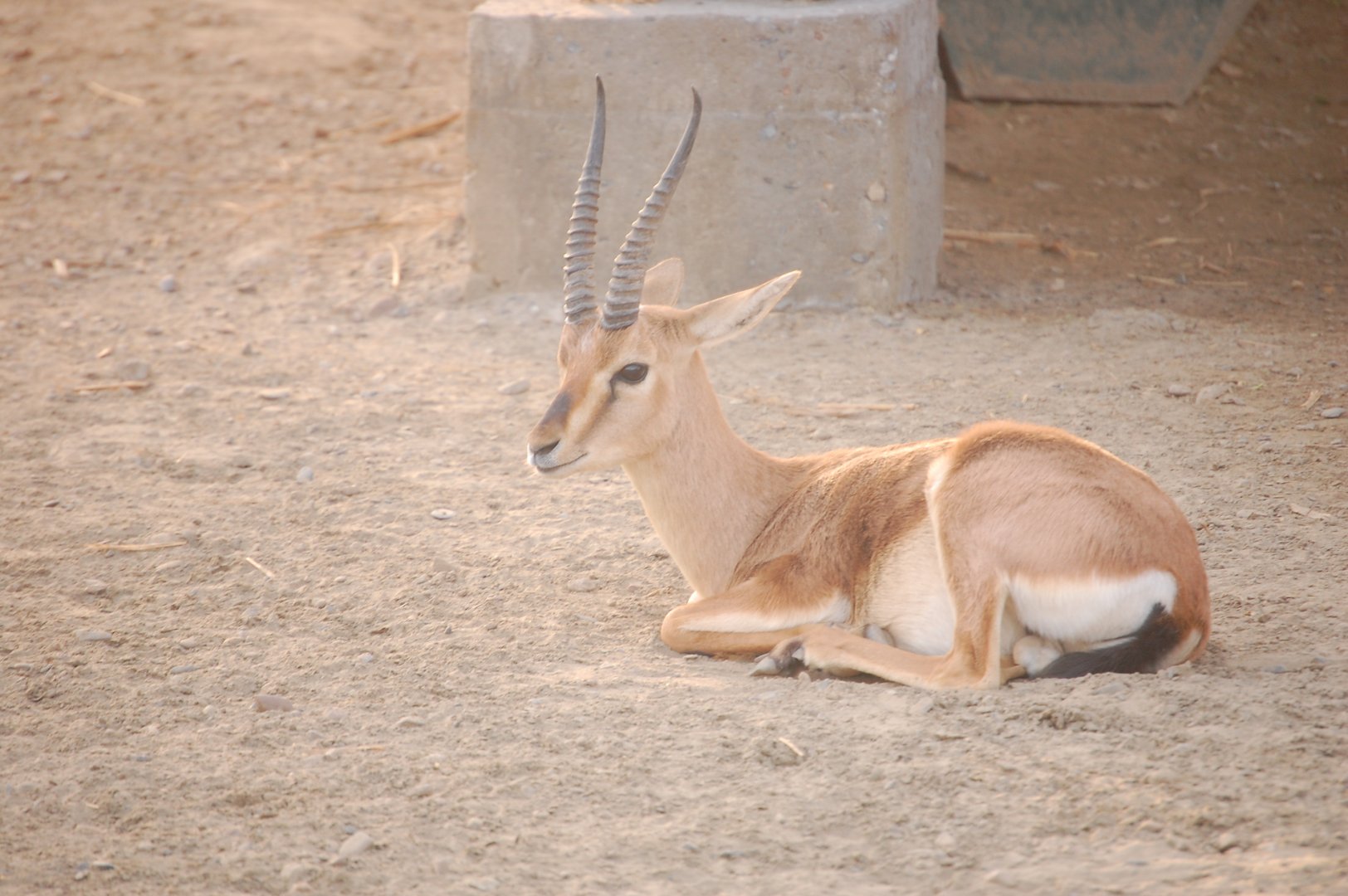 Chinkara male - Peshawar Zoo 20/10/2018