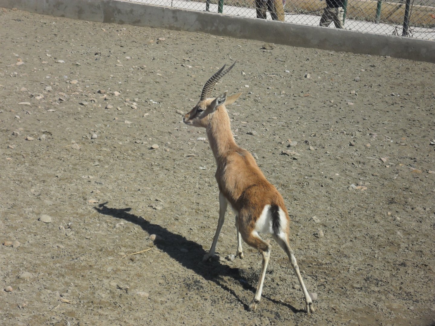 Chinkara - Peshawar zoo 17/2/2018