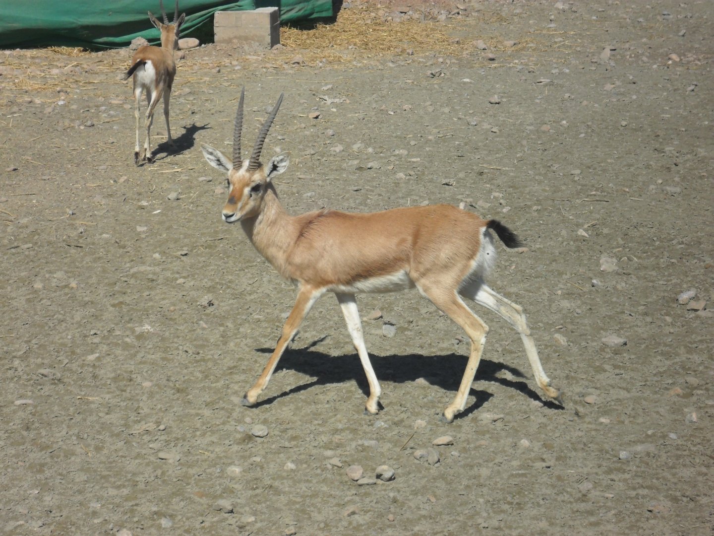 Chinkara - Peshawar zoo 17/2/2018