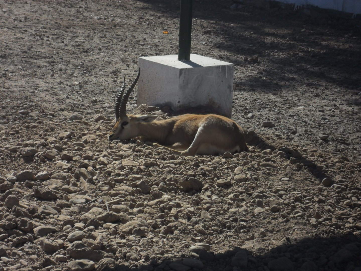 Chinkara - Peshawar zoo 17/2/2018