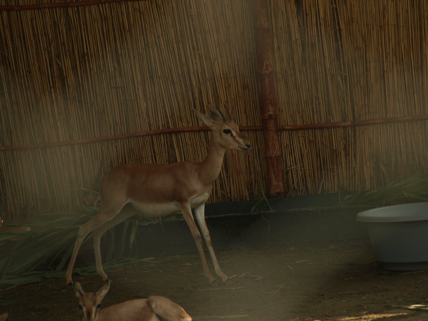 Chinkara - Peshawar Zoo 22/7/2018