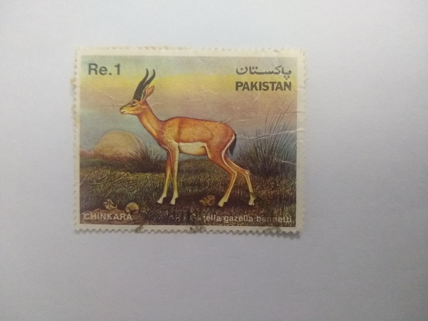 Chinkara - Postage stamp Pakistan