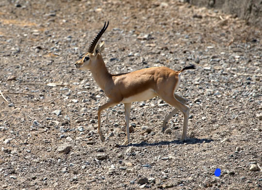 Chinkara