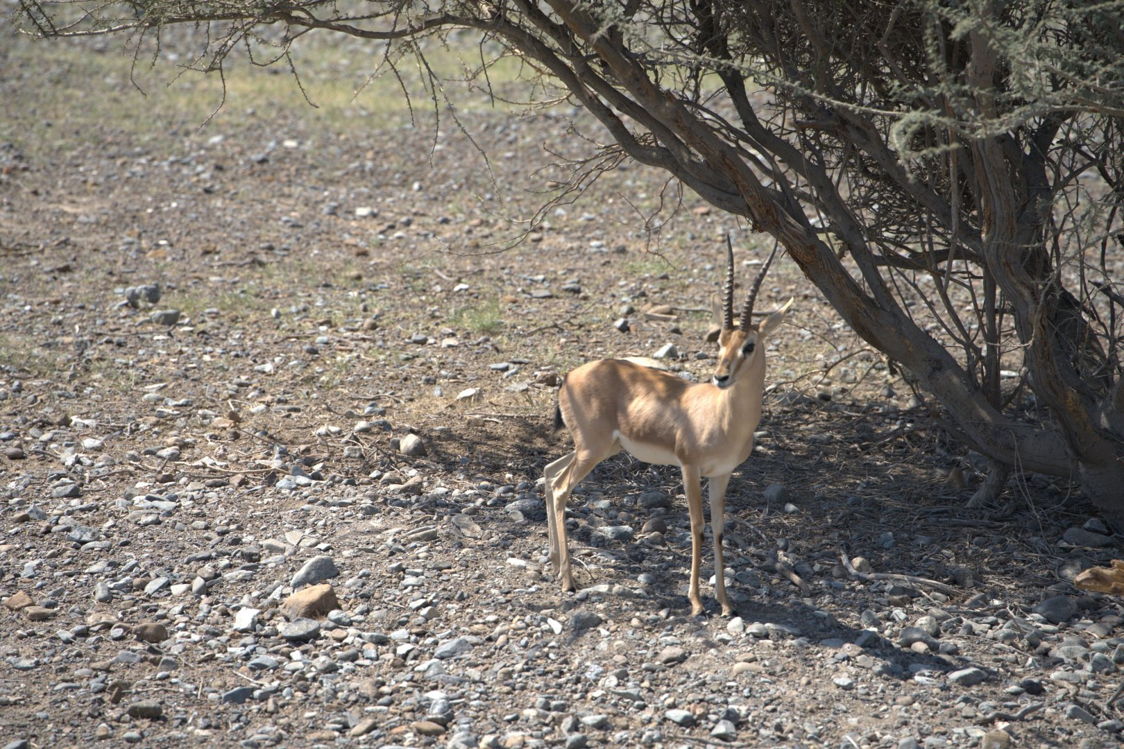 Chinkara