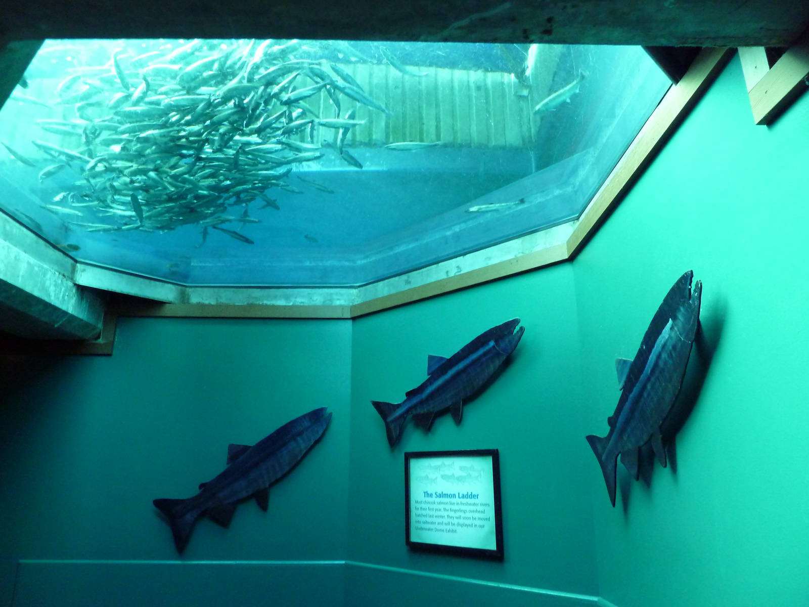 Chinook Salmon Exhibit (In Ceiling)