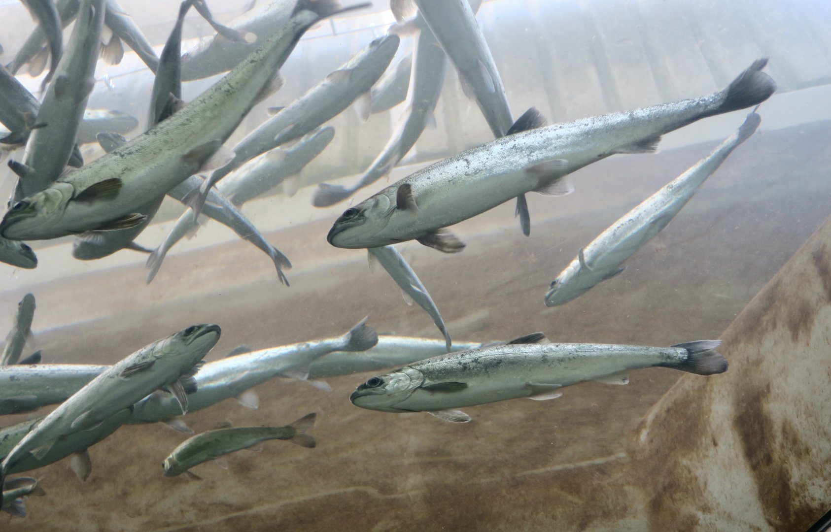 Chinook Salmon (Oncorhynchus tshawytscha) juveniles