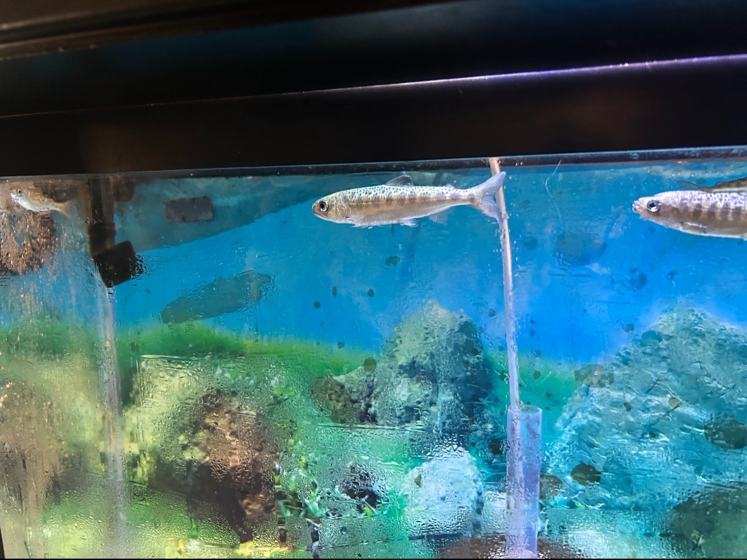 Chinook Salmon (Wolf Lake State Fish Hatchery, Mattawan, MI, 8/7/25)