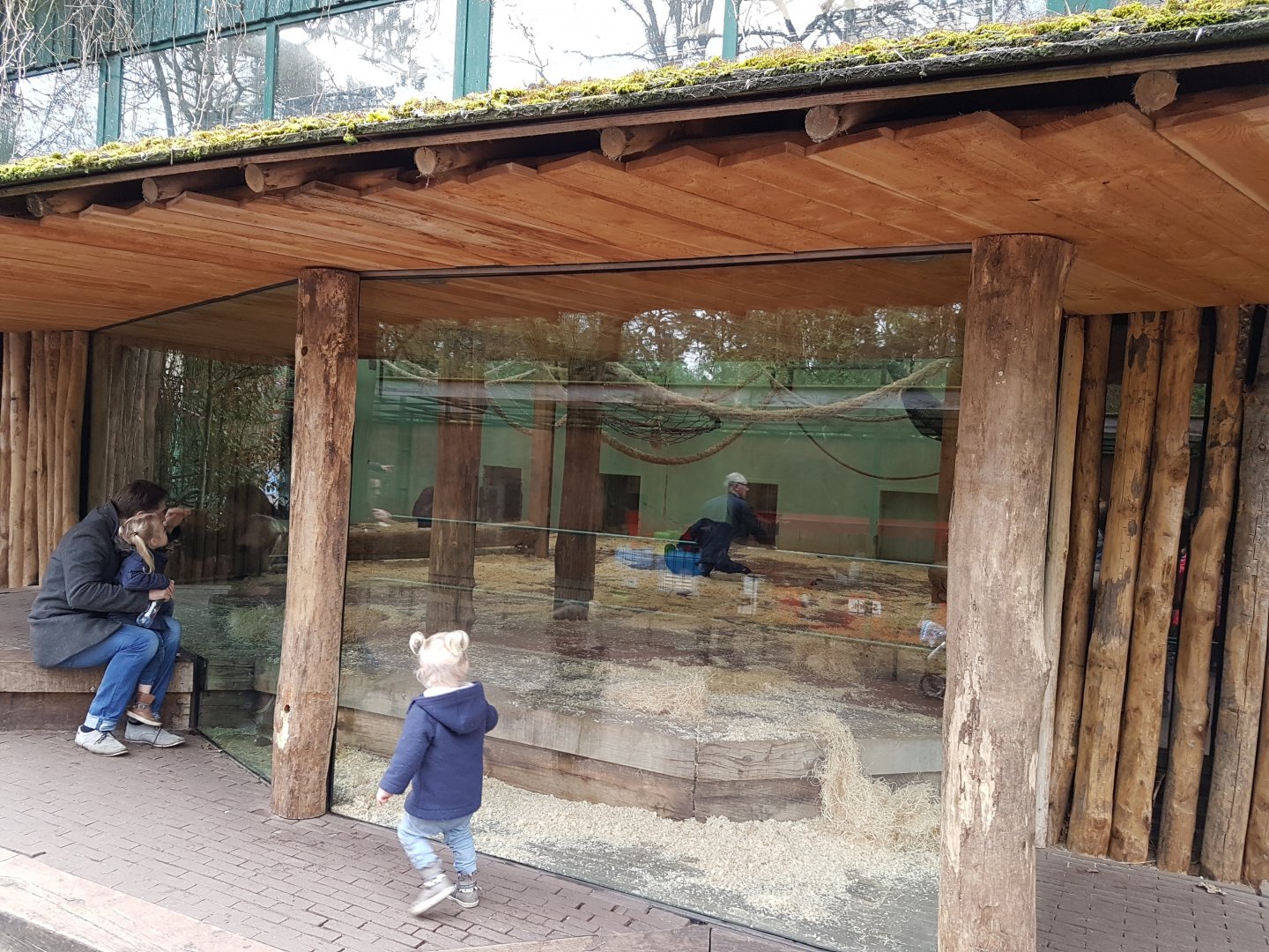 Chinpanzee-indoor enclosure