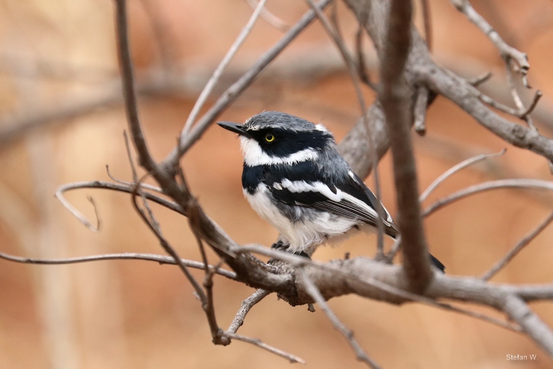 Chinspot Batis (Batis molitor)