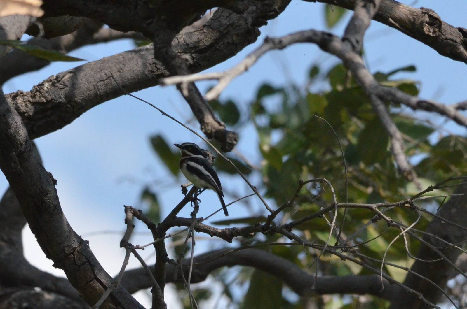 Chinspot Batis, Moremi Game Reserve, Botswana, 27/04/16