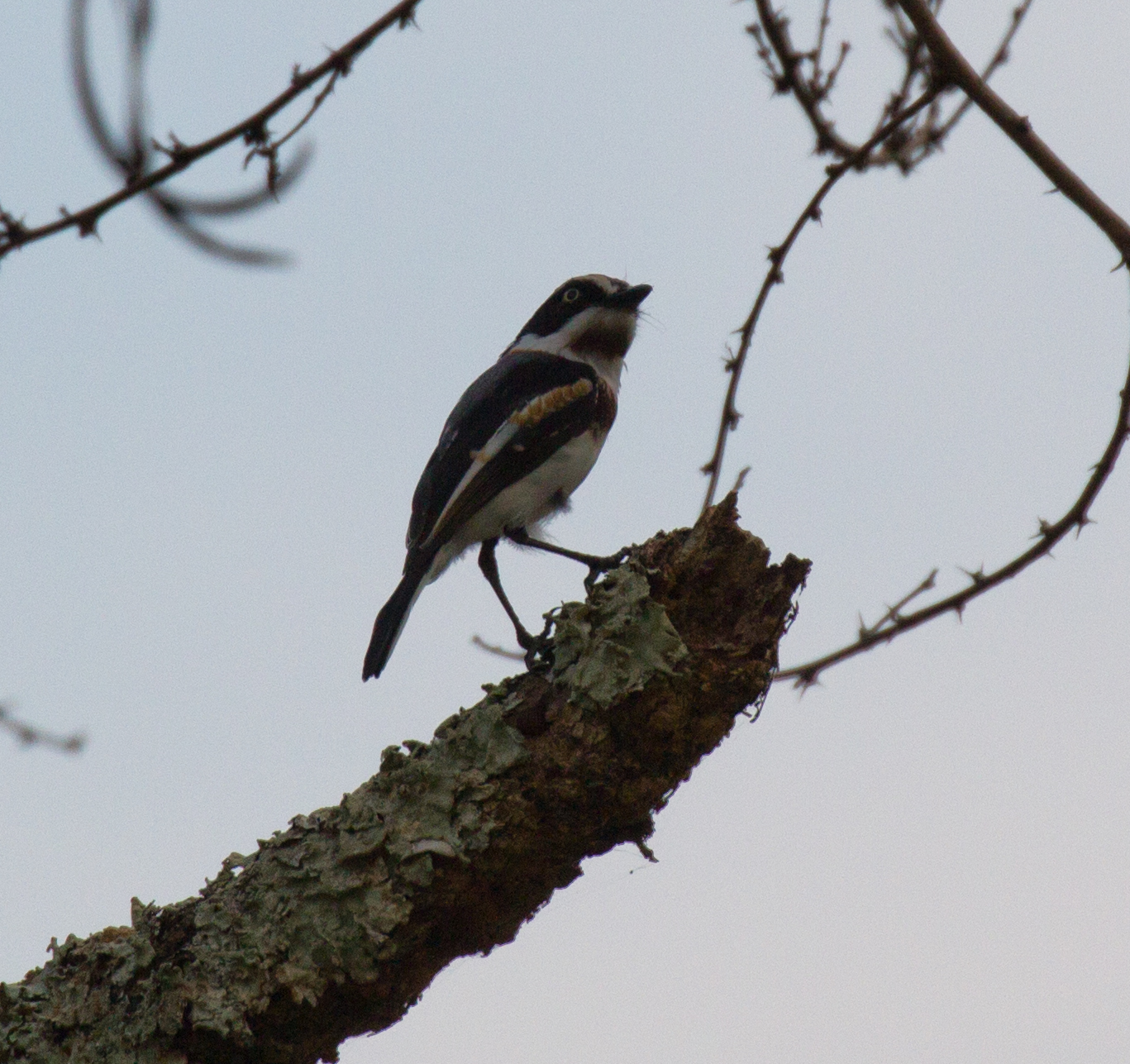 Chinspot Batis