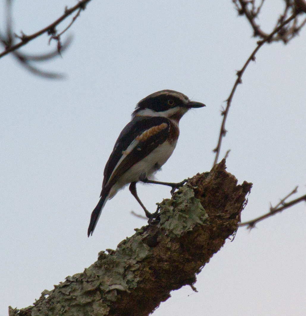 Chinspot Batis