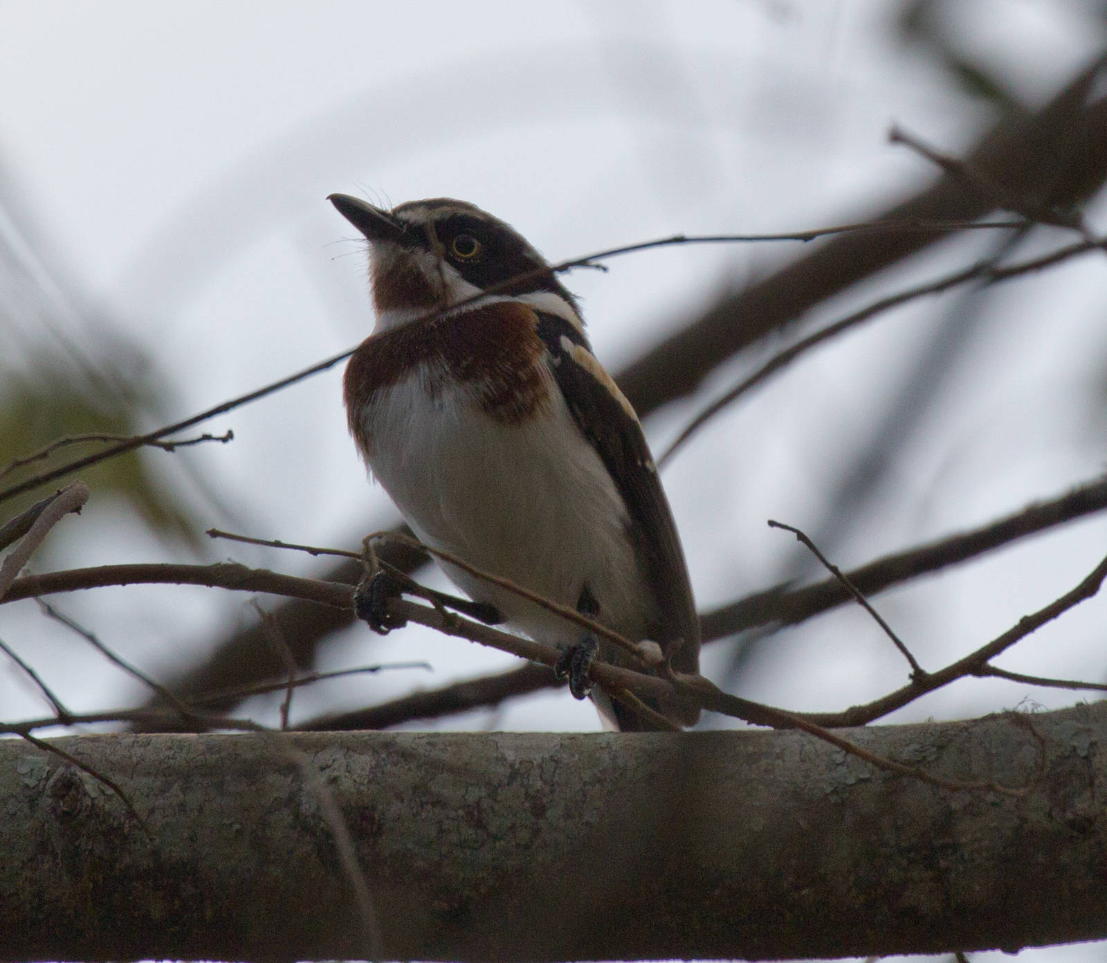 Chinspot Batis
