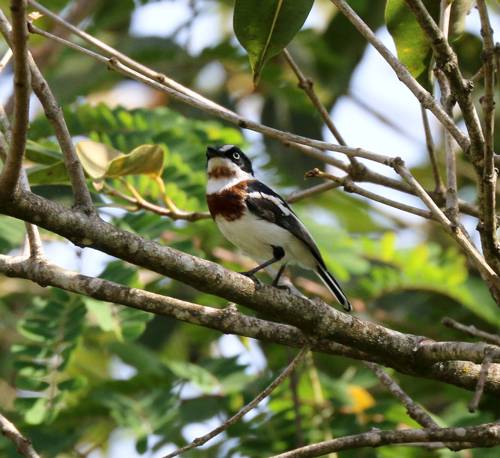 Chinspot Batis