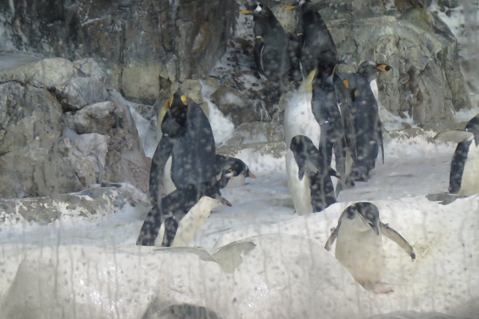 Chinstrap, Adelie, Gentoo, King, Emperor Penguins(8/26/24)