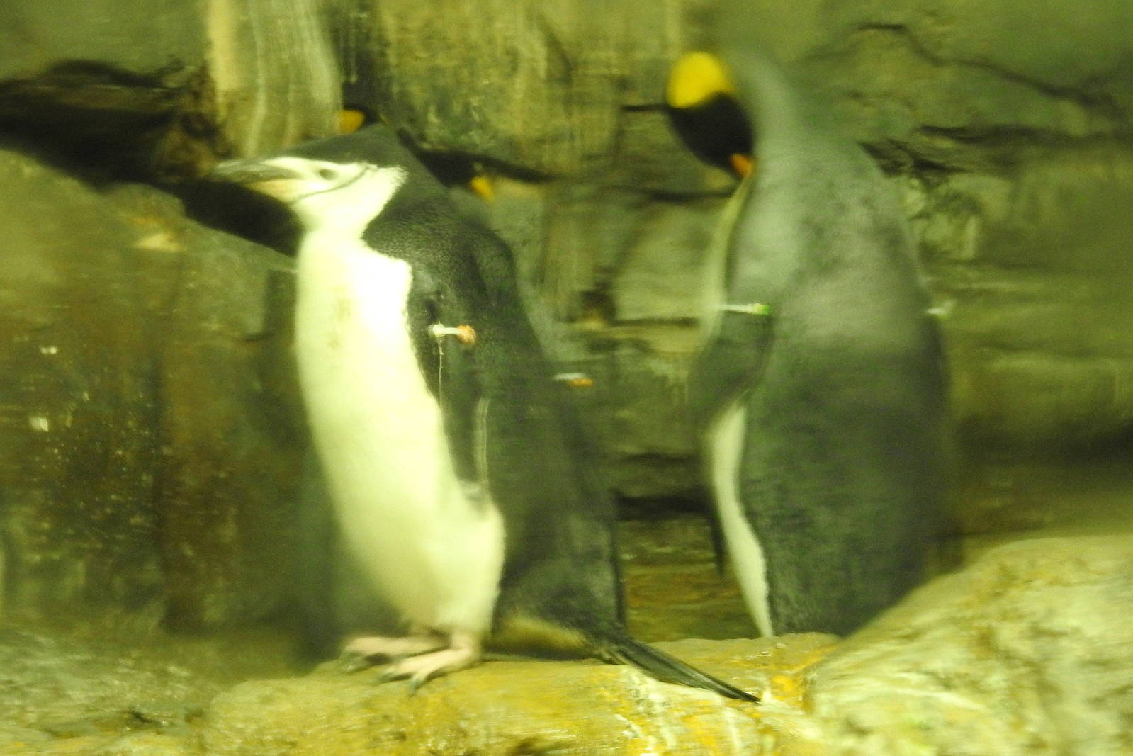 Chinstrap and King Penguin