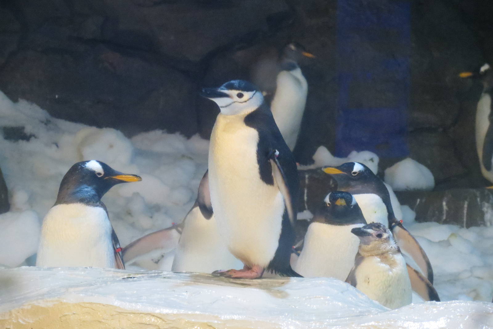 Chinstrap Penguin 140216