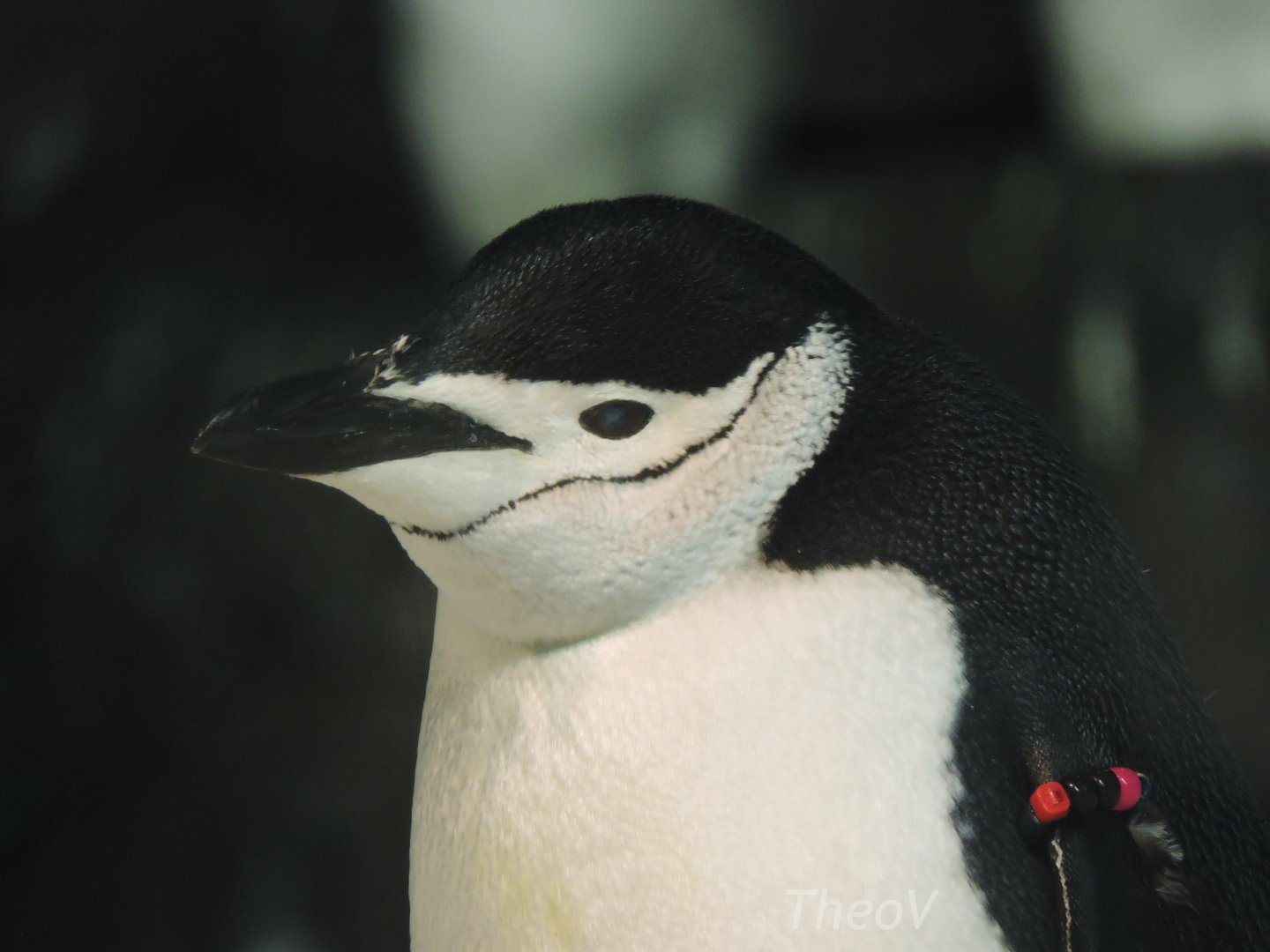 Chinstrap penguin [2016]