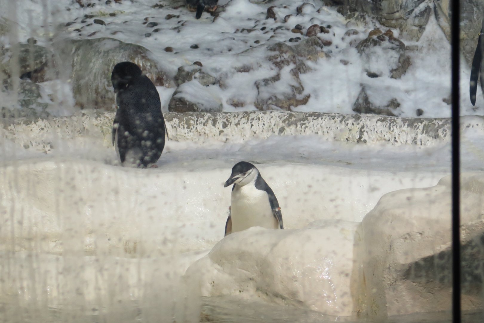 Chinstrap Penguin(8/26/24)