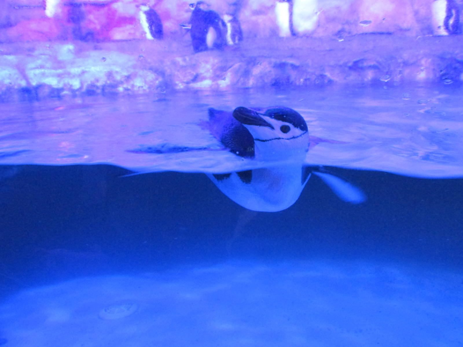 chinstrap penguin acuario inbursa