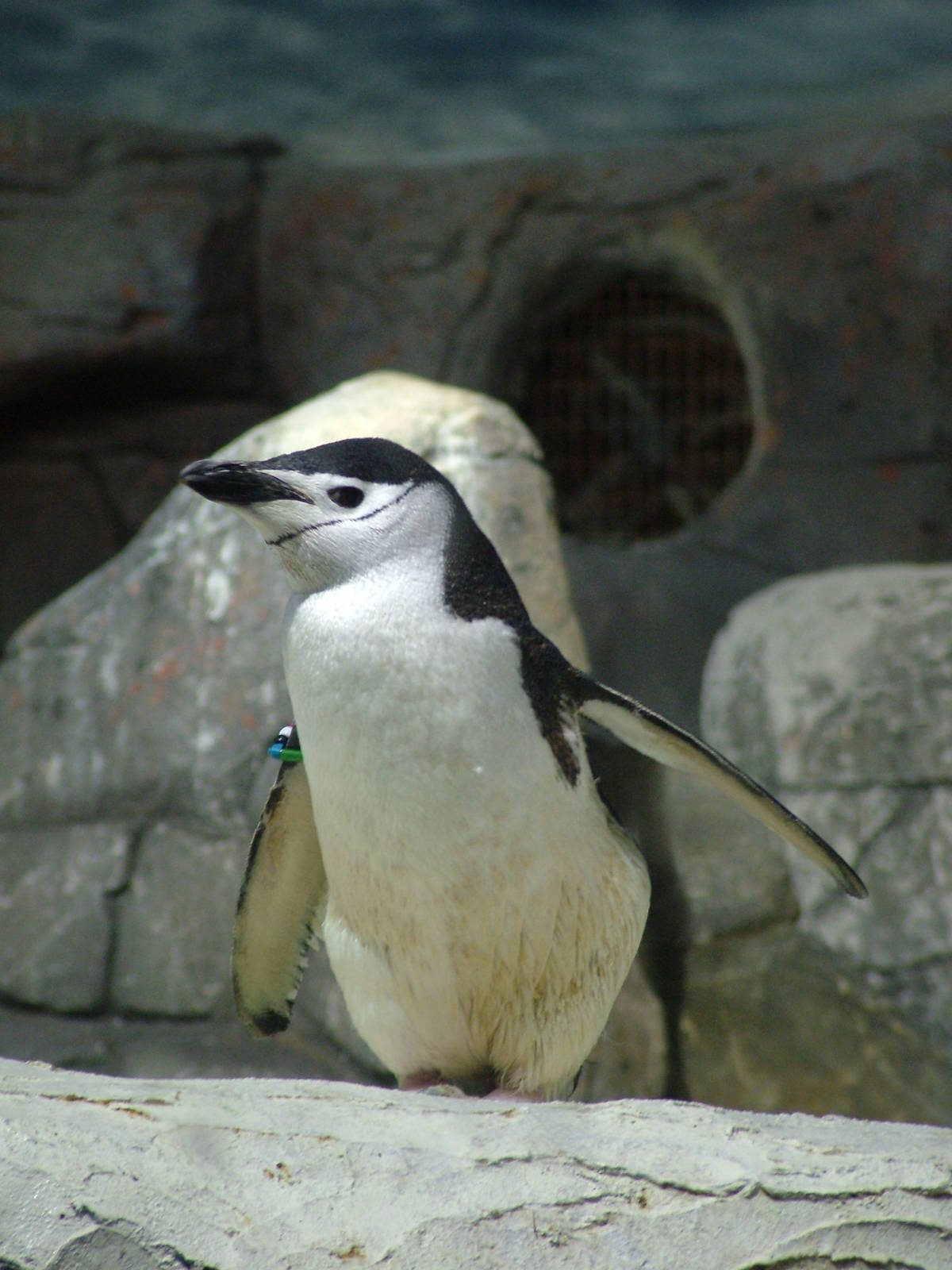 Chinstrap Penguin at Faunia, 27/05/11