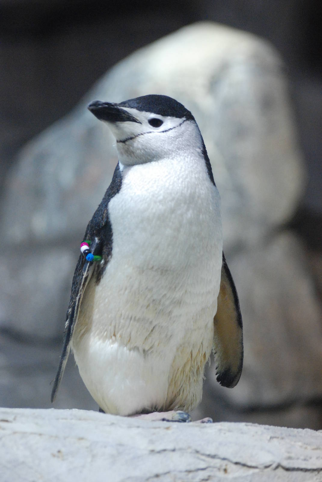 Chinstrap Penguin at Faunia, 27/05/11