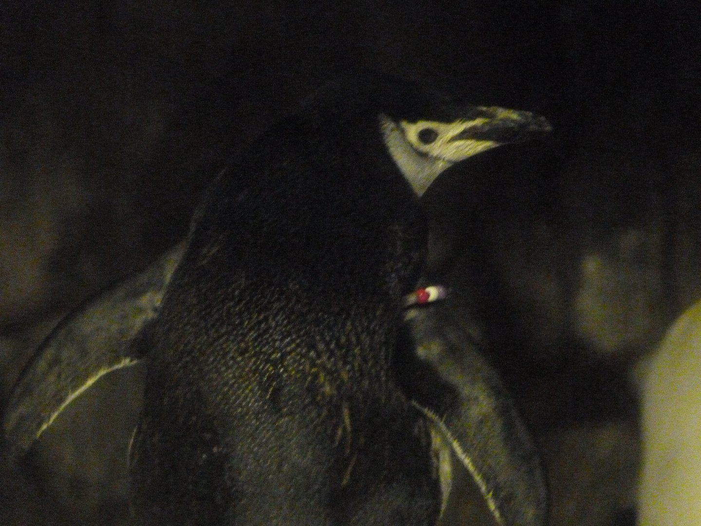 Chinstrap penguin -Faunia (2025)