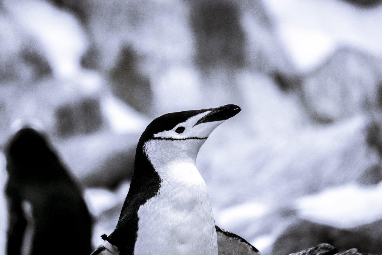 Chinstrap penguin, Pygoscelis antarcticus