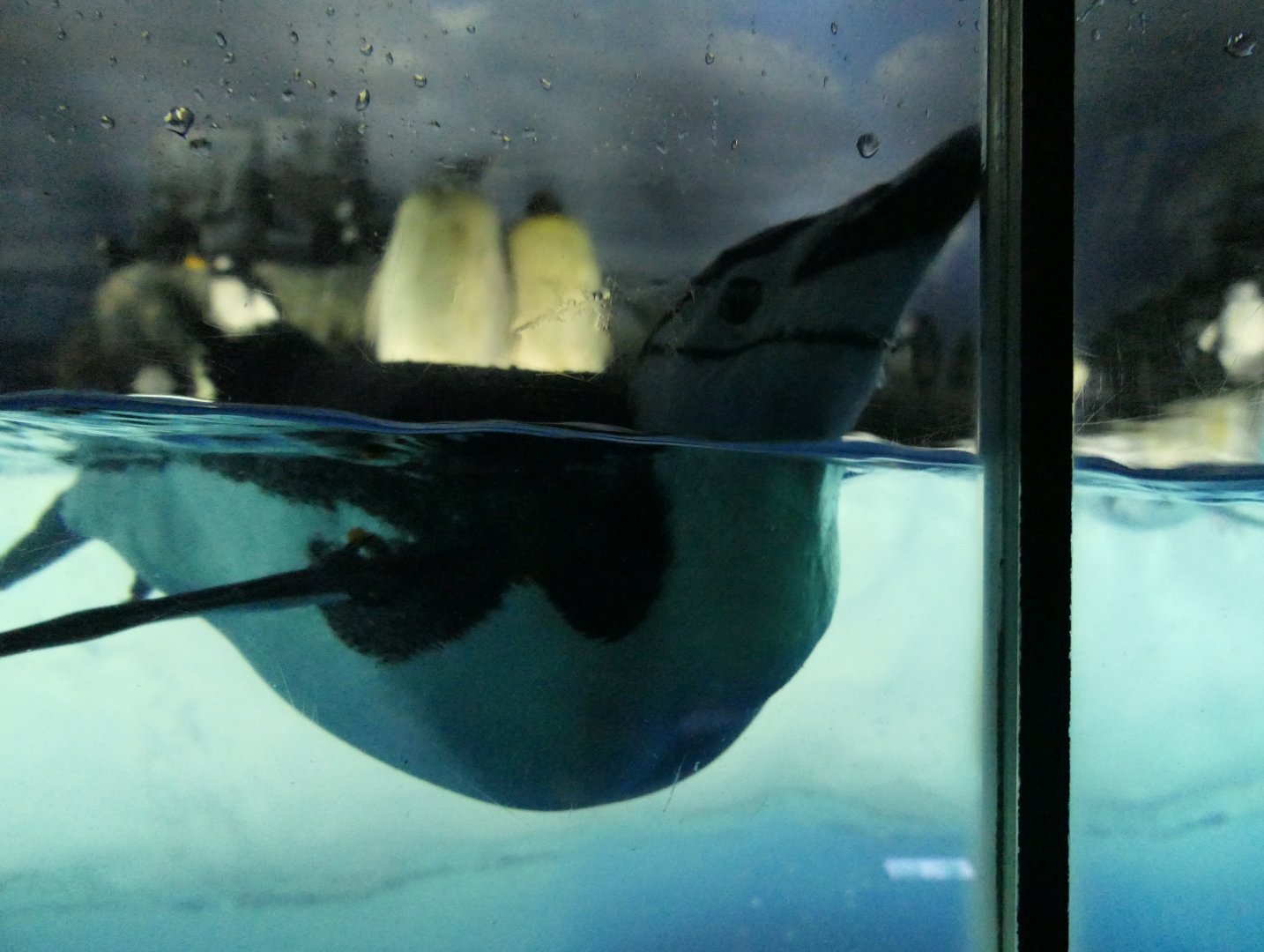 Chinstrap Penguin (Pygoscelis antarcticus)
