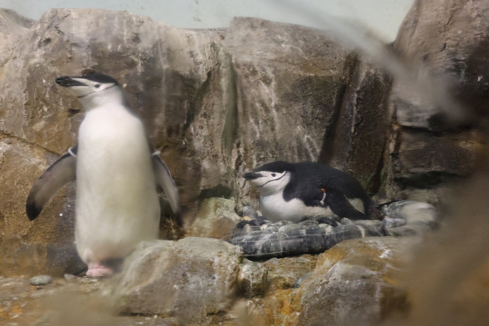 Chinstrap penguin (Pygoscelis antarcticus)