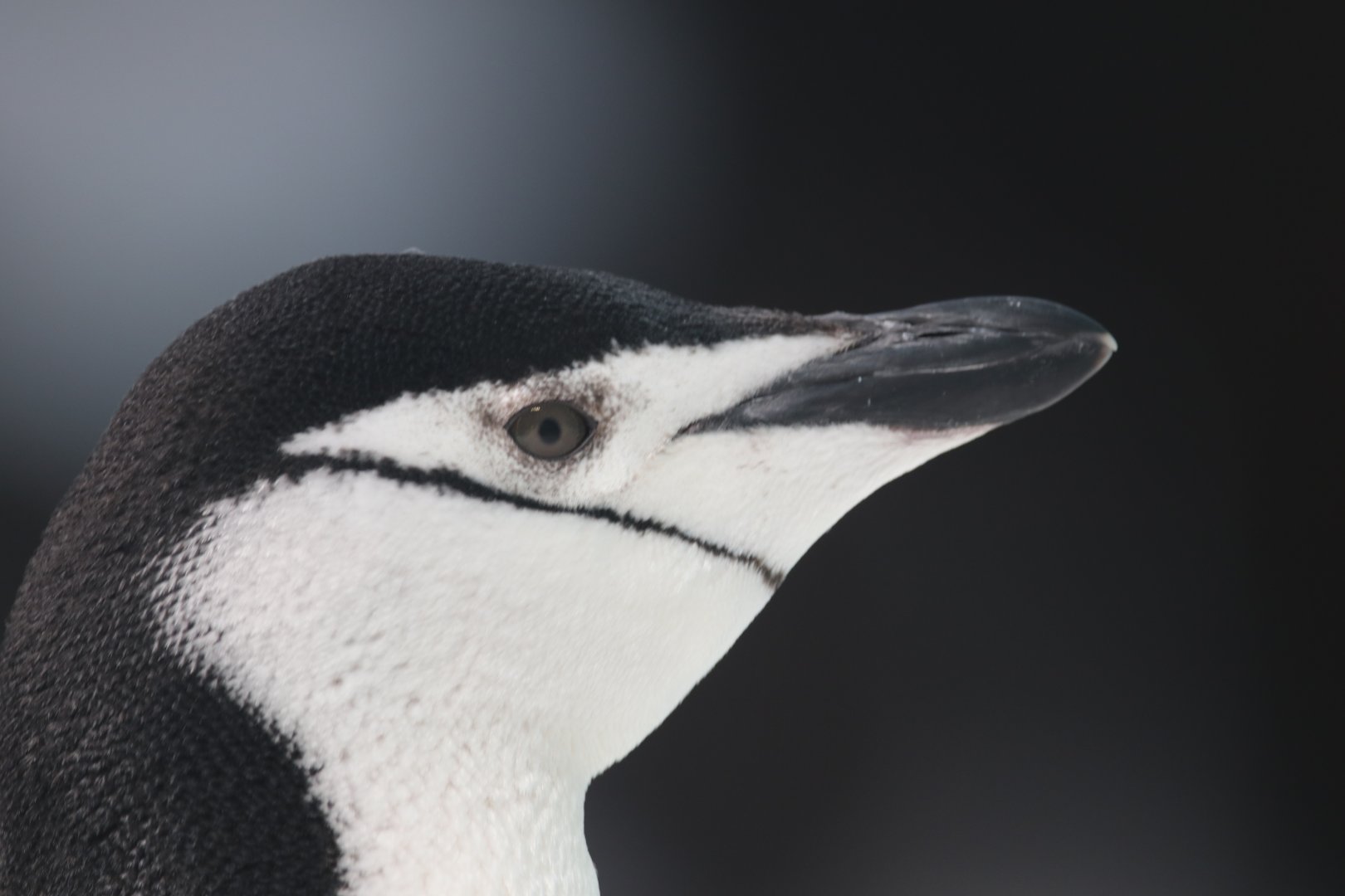 Chinstrap penguin,SeaWorld Abu Dhabi