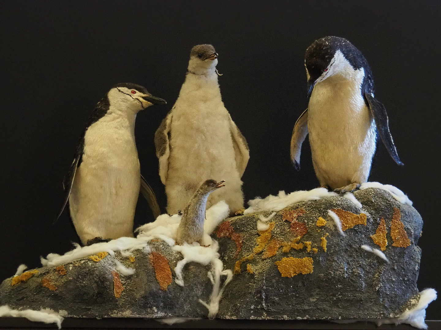 Chinstrap penguin specimens  (Pygoscelis antarcticus), 2019-12-03