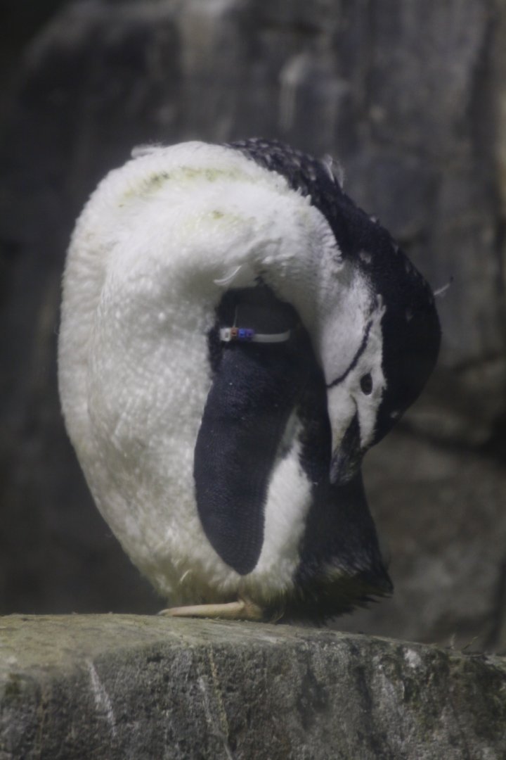 Chinstrap Penguin