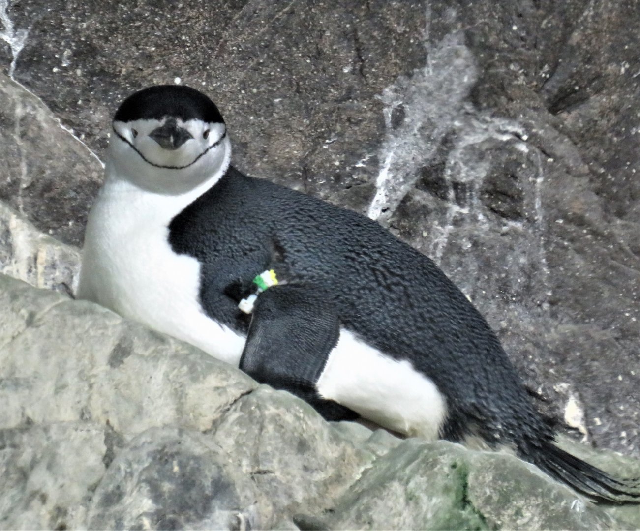 Chinstrap penguin
